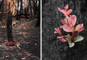 Fotógrafa registra renascimento de florestas devastadas na Austrália